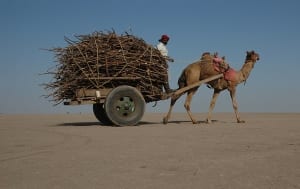 800px-camel_cart_in_rann_of_kutch2