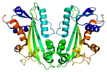 Illustration of ITPA protein structure
