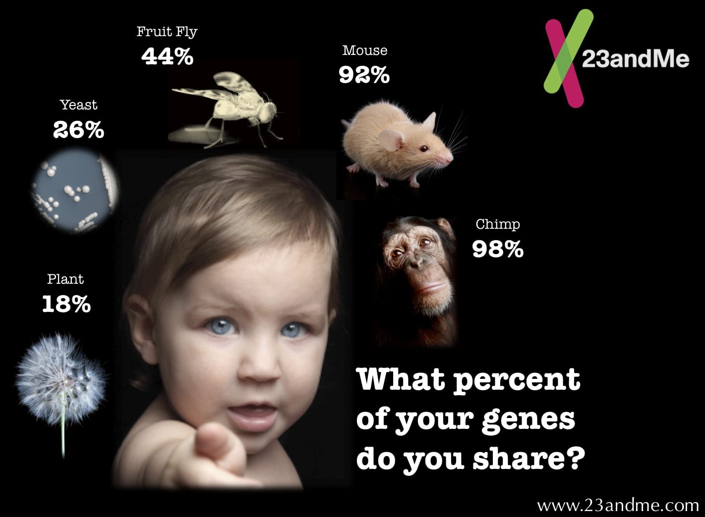 What do humans share the most DNA with?