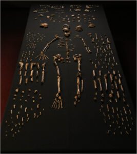 Composite skeleton of Homo nadeli along with other bones found at the Rising Star Cave in South Africa.  Photo: Lee Berger, Wits, photographed at Evolutionary Studies Institute