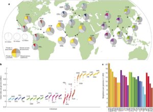 Population sampling illustration from the paper in Nature. This shows the variation within different global populations. African populations have the most variation among all populations in the world.