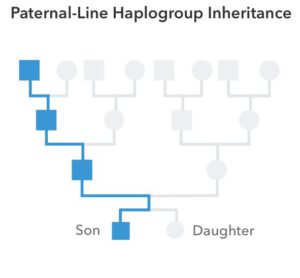 paternal-haplo-001