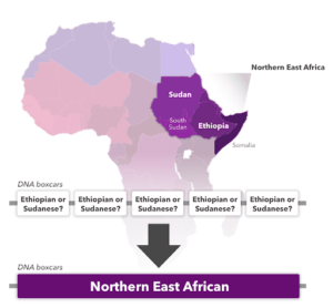 An illustration going from Ethiopian to Northern East African