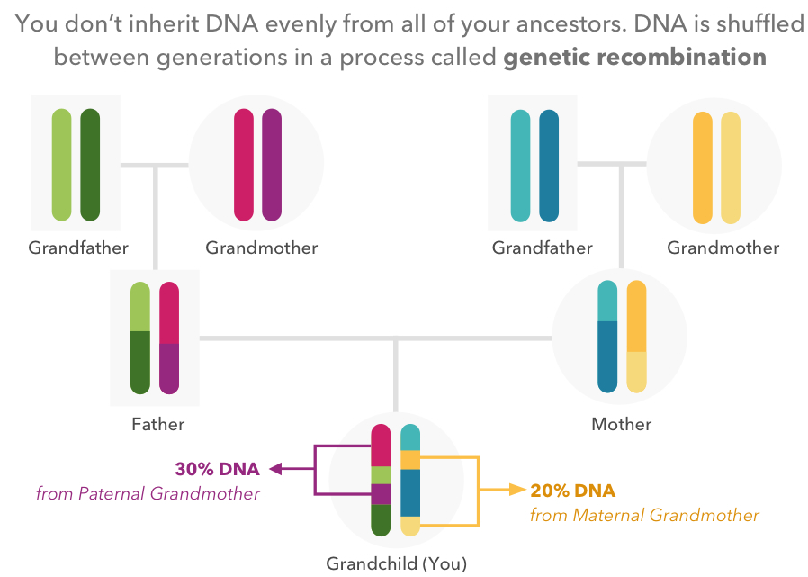 An illustration of how ancestry is inherited from grandparents, to parents to child.