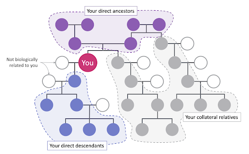 A family tree showing direct descendants and relatives not biologically related to you.