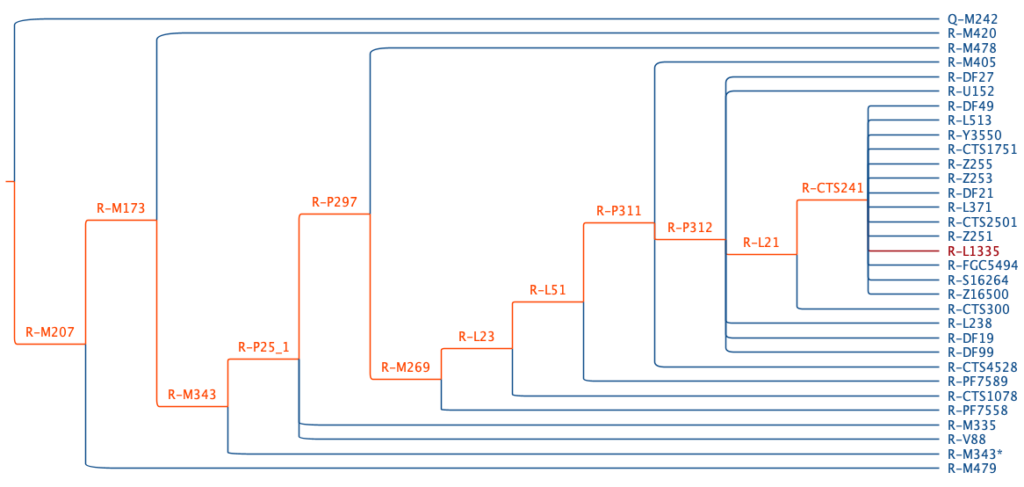 An illustration of paternal haplogroup R-M207 and the pruned subtrees.
