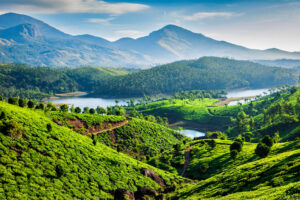 Photograph of tea plantations in India